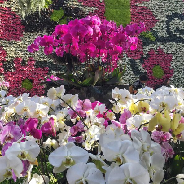 flowers-blooming-in-the-greenhouse-2024-10-18-05-11-05-utc
