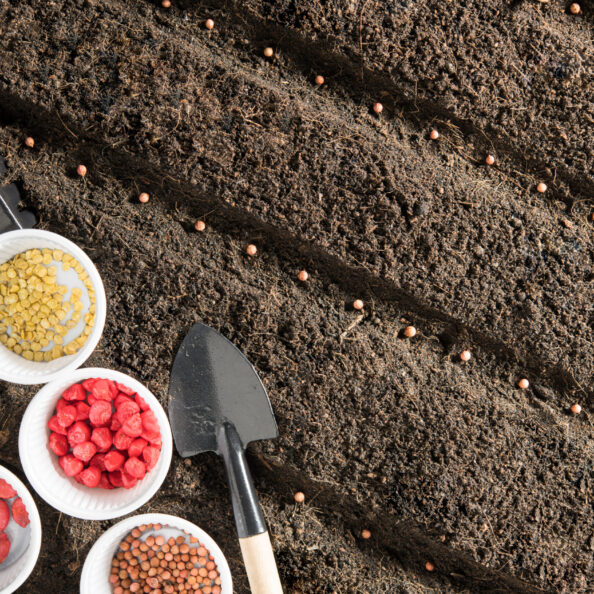Seeds and young plants planted in soil with gardening tools