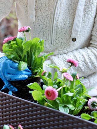 a-woman-is-planting-daisies-gardening-2025-03-08-15-16-41-utc