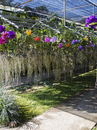 Bai Orchid and Butterfly Farm at Chiang Mai, Thailand