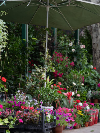 Fair of flowers in Tbilisi Georgia. Beautiful flowers and plants for home or garden, soft focus. Various bouquets in baskets for sale at street market