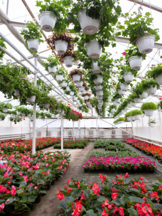 Flowers in greenhouse in spring, gardening business. Plantations of multicolored blooming begonias with green leaves and petunias in white pots hanging from ceiling in orangery interior in daylight