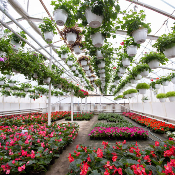 Flowers in greenhouse in spring, gardening business. Plantations of multicolored blooming begonias with green leaves and petunias in white pots hanging from ceiling in orangery interior in daylight