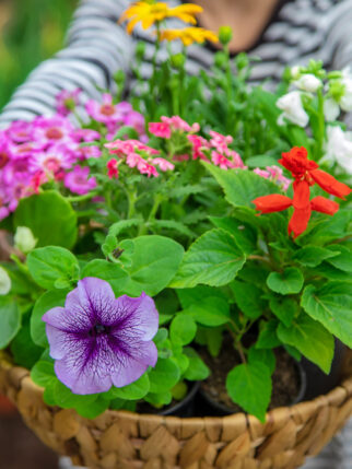 Plant flowers in the garden. Selective focus. nature.