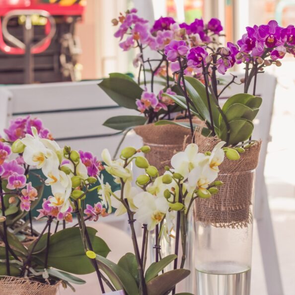 orchid-flowers-in-transparent-glass-vases-2025-03-09-15-15-29-utc