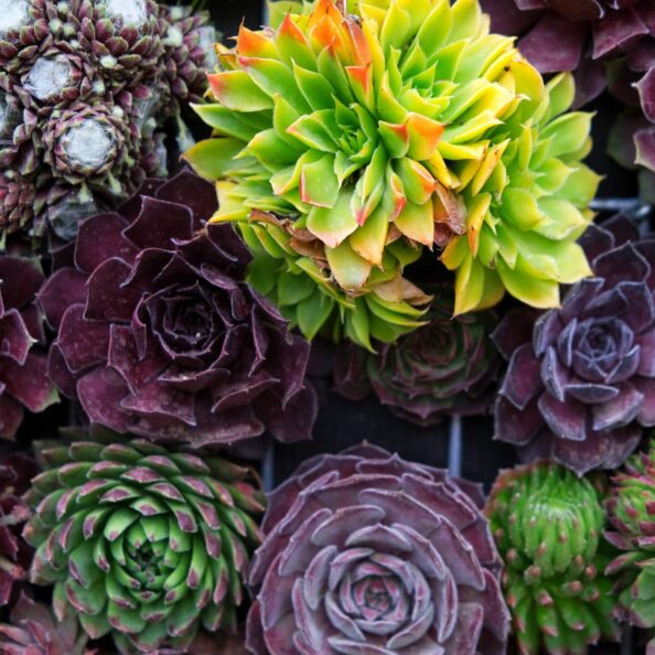 succulents-2024-12-05-07-58-40-utc