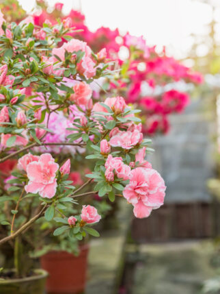 Assortment of blooming azaleas rhododendrons in flower pots in old greenhouse. Row of blooming plants indoors. Botanical garden, flower farming, horticultural industry.