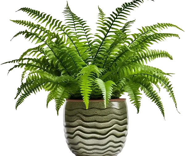 Fern 2