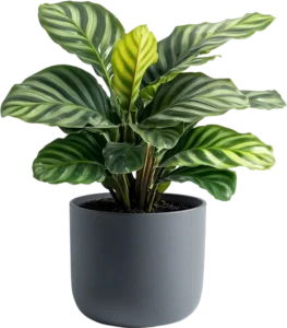 Philodendron