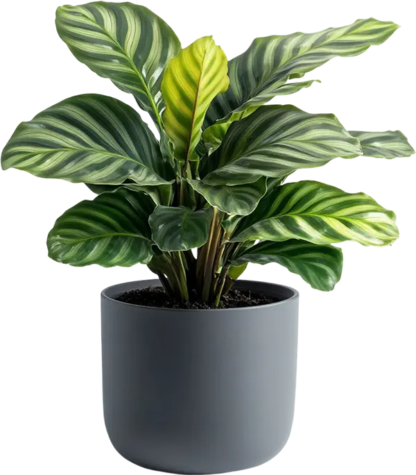 Philodendron