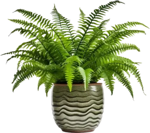Fern 2