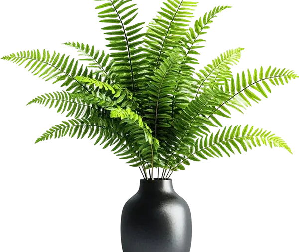 Fern 1