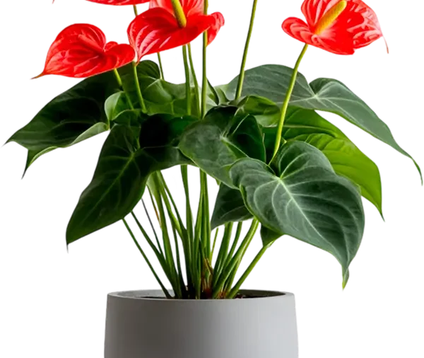 Philodendron 4